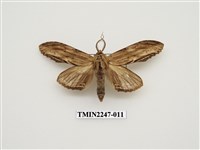 藏品(峭舟蛾屬)的圖片